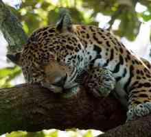 Záhadný živočíšny jaguár a kde prebýva