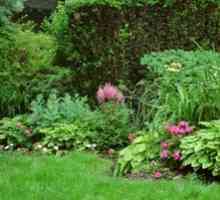 Shadeplant rastliny a kvety: príklady záhradné dekorácie