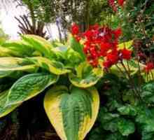 Odtieň-tolerantný a tieň-trvalky viacročné kvety pre záhradu