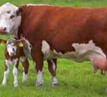 Teoretické základy umelého oplodnenia kráv
