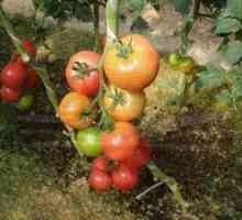 Skleníkové paradajky "blagovest": popis, vlastnosti, poľnohospodárska technológia