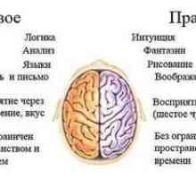 Test je vedúca hemisféra mozgu, typ charakteru