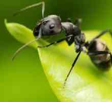 Výklad spánku "čo myslia mravce?"