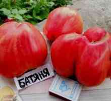 Tomato Batyana: Charakteristika a opis odrody