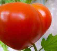 Tomato Budyonovka Charakteristika a opis odrody. Pestovanie paradajok