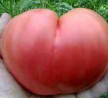 Tomato Bovine Srdce Popis Charakteristický Variety Tomato