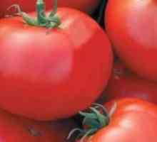 Tomato gin - charakteristika a popis triedy