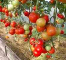 Tomato `Evpator`: popis a popis, agrotechnika, recenzie