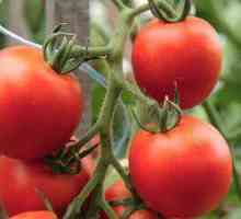 Tomato katya - úplný opis a charakterizácia odrody