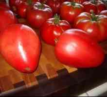 Tomato `mazarini`: opis a vlastnosti odrody, výhody