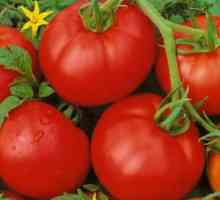 Tomato "Moskovit": vlastnosti, opis odrody