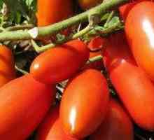 Tomato Rocket Charakteristika a opis odrody