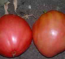Tomato šľachticu (Budyonovka): opis odrody a pravidlá pestovania