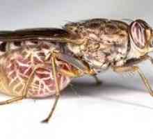 Top 10 najnebezpečnejších hmyzu na svete