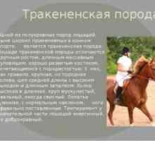 Trakehner plemeno koní - charakteristické