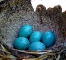 Ktorý vták je modré vajce