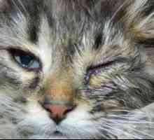 Mačka má jedno alebo obe oči napojené: príčiny