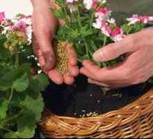 Hnojivá na kvety: typy a opis hnojenia