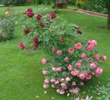 Starostlivosť a sadenie ruží Leonardo da Vinci