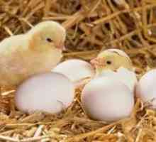 Starostlivosť o kurčatá po inkubátore doma