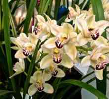 Starostlivosť o cymbidium orchideí doma