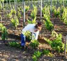 Starostlivosť o hrozno v jarnom prerezávaní a podväzku vinohradu