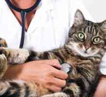 Cat prick: v kohútiku a intramuskulárne