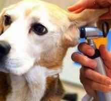 Roztoč u psov, liečba roztočov uší