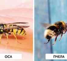 Aké sú rozdiely medzi včelami a vosami?