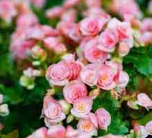 Everflowering begonia: starostlivosť a údržba doma
