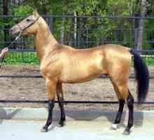 Nádherná a pôvabná - kauraya kôň a farba jej obleku