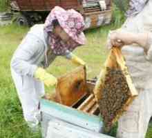 Jarná práca v včelí: popis a funkcie