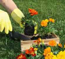 Jarná práca v záhrade a zeleninovej záhrade