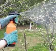 Jarná úprava stromov pred chorobami a škodcami