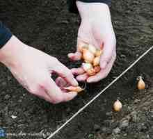 Jar: čas na plantovanie cibule (učia sa správne rastliny)