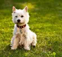 West Highland White Terrier - biely teriér Popis