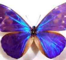Druhy motýľov: vzhľad, druh, štruktúra hmyzu
