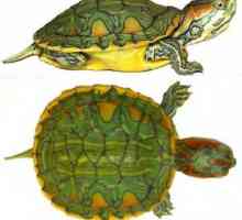 Druhy a vlastnosti pôdnych korytnačiek