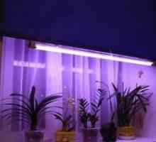 Druhy svietidiel na osvetlenie sadeníc: Ako si vybrať fytosanit