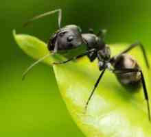 Druhy mravcov: štruktúra a popis