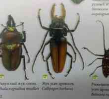 Typy hmyzu a ich mená