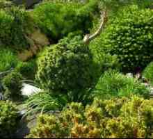 Typy evergreenov a ich použitie na záhrade