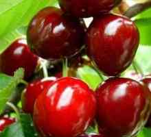 Cherry Turgenevka: Popis odrody