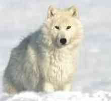 Vzhľad a rysy polárnych (severných) vlkov