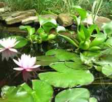 Vodný hyacint ejhornia - ako rásť