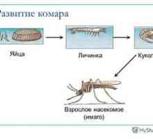Všetko o komároch: hlavný druh, vývoj lariev