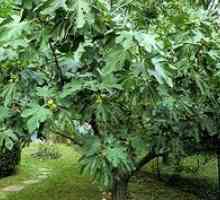 Všetko o starých rastlinných figách (fíkovník alebo fíkovník)