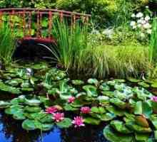 Výber vodných rastlín pre rybníky v krajine, ich typy a charakteristiky