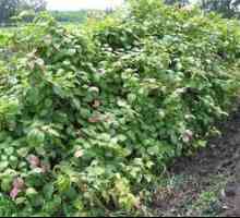 Pestovanie aktinidie v siberii: výsadba a starostlivosť