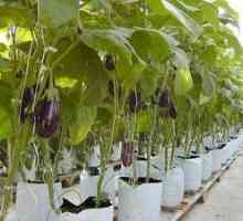 Pestovanie baklažánu v skleníku